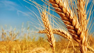 wheat-milestone-social